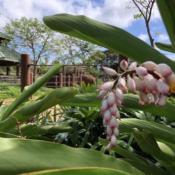 Honolulu Zoo - Elephants and lovely Hawaiian foliage - Zoos Near Me - Honolulu, Hawaii