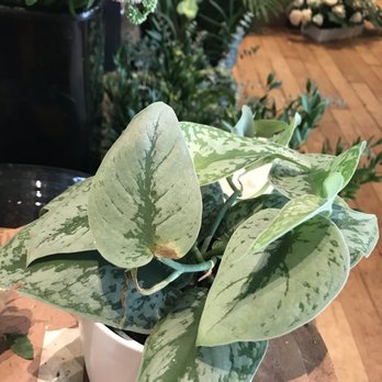 Natalini Flowers - Floral Designers Near Me - San Francisco, California