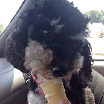 McDonald's - a dog eating an ice cream cone - Burgers Near Me - Lebanon, Pennsylvania McDonald's - a dog eating an ice cream cone - Burgers Near Me - Lebanon, Pennsylvania