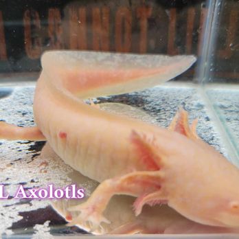 LAS VEGAS EXOTIC FISH - Updated July 2025 - 57 Photos & 34 Reviews