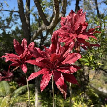 Kula Botanical Gardens - Parks Near Me - Kula, Hawaii