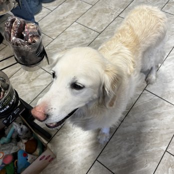 Simply Diego's - A light-colored dog, likely a Golden Retriever, is standing on a tiled floor near pet toys and supplies in a store. - Pet Stores Near Me - Albuquerque, New Mexico