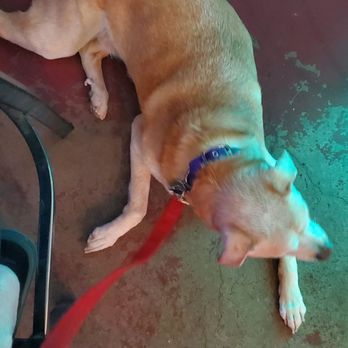 Timberline Tavern & Corner Cafe - One of our dogs. - American Near Me - Flagstaff, Arizona Timberline Tavern & Corner Cafe - One of our dogs. - American Near Me - Flagstaff, Arizona