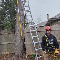 Wester Tree Service - Dead Tree Removal