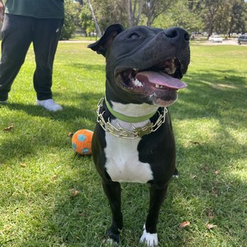 High Desert Doggy Daycare - Dog Walkers Near Me