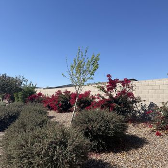 Associated Asset Management - overgrowth interior areas/exterior areas - Property Management Near Me - Tempe, Arizona