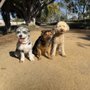 Photo of Wag Walks Oc