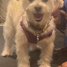 Coco looking stunning and happy after her haircut!