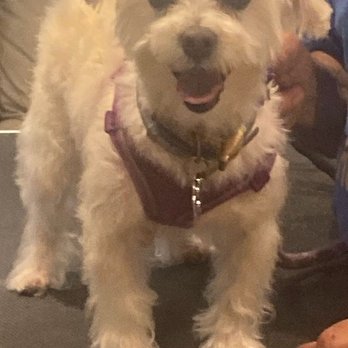 R D Doggie Doos - Coco looking stunning and happy after her haircut! - Pet Groomers Near Me - Mount Vernon, New York