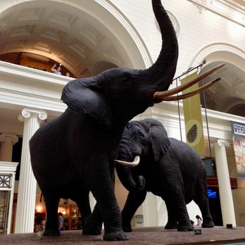 Field Museum - elefante gigante - Museums Near Me - Chicago, Illinois