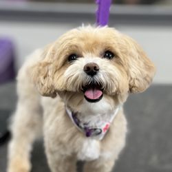 Pawsh Pet Salon & Boutique