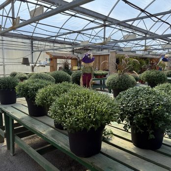 Alcott's Garden Center - Mums - Nurseries & Gardening Near Me - Waterville, New York Alcott's Garden Center - Mums - Nurseries & Gardening Near Me - Waterville, New York
