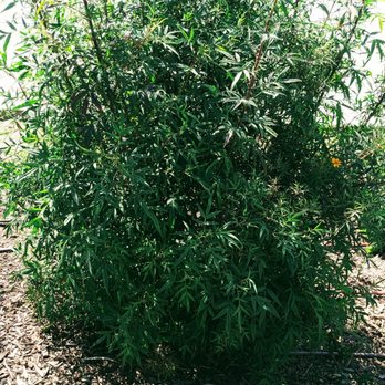 Almansor Park - Found a Peruvian Herb here - HUACATAY - Parks Near Me - Alhambra, California