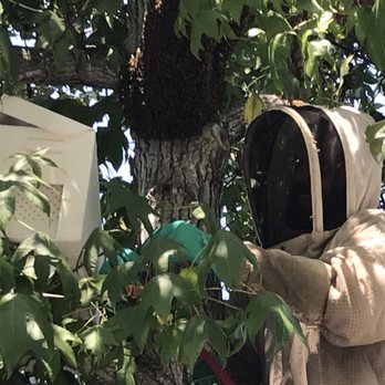 So Cal Beedad - Beedad climbed up the tree and started the rescue process. - Pest Control Near Me So Cal Beedad - Beedad climbed up the tree and started the rescue process. - Pest Control Near Me