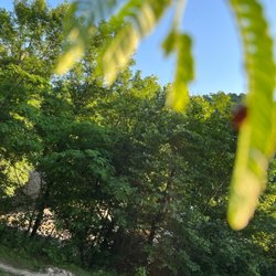 Fort Dickerson Park  - But I wasn't alone!  Ladybug was hanging in there with me.