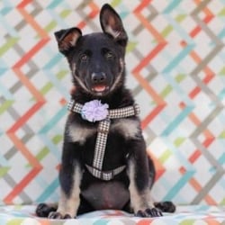 1 Love Dog Rescue - Our baby girl!