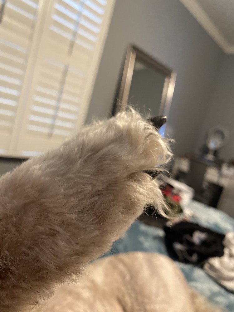 LISA’S PET GROOMING Updated October 2024 45 Photos & 51 Reviews 1869 Country Club Blvd