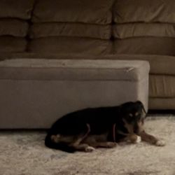 Ace's Dog Academy - Sadie relaxing