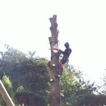 SL Tree Services - Climbing on spikes - Tree Services Near Me - Penwortham, LAN SL Tree Services - Climbing on spikes - Tree Services Near Me - Penwortham, LAN