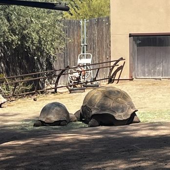 Phoenix Zoo - Zoos Near Me - Phoenix, Arizona Phoenix Zoo - Zoos Near Me - Phoenix, Arizona
