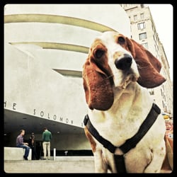RuffCity Dog Walking - Kroft on a daily dog walk enjoying the offerings of the Upper East Side