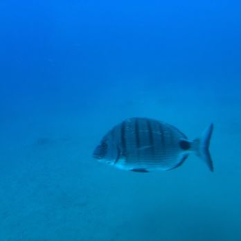 Submarine Safaris - Tours Near Me