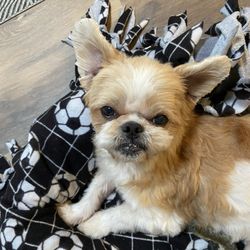 Aerowood Animal Hospital