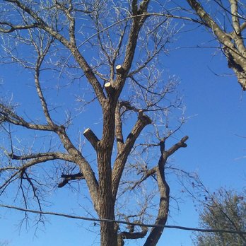 Brad's Tree Service - Tree Services Near Me - Abilene, Texas Brad's Tree Service - Tree Services Near Me - Abilene, Texas