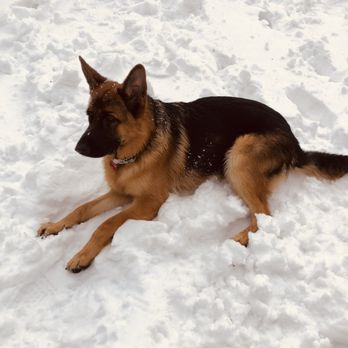 Citrus Veterinary Clinic - Duke loves the snow! - Veterinarians Near Me - La Verne, California Citrus Veterinary Clinic - Duke loves the snow! - Veterinarians Near Me - La Verne, California