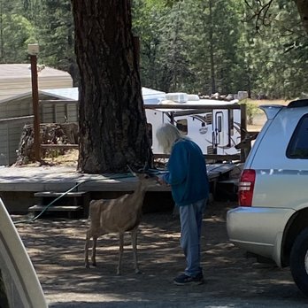 Old Lewiston Bridge Rv - Witnessed a lady hand feed a deer - Campgrounds Near Me - Lewiston, California