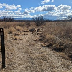 San Pedro Riparian National Conservation Area - Most of the official trail goes through high desert grasslands