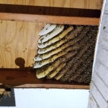 Bee Man Dan - Bee Man Dan - Pest Control Near Me
