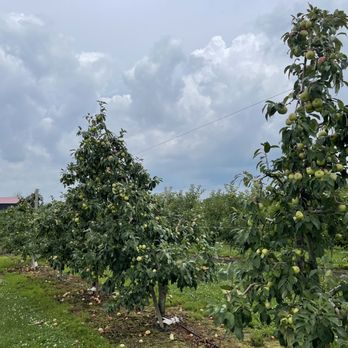 Evans Orchard & Cider Mill - Apples - Fruits & Veggies Near Me - Georgetown, Kentucky