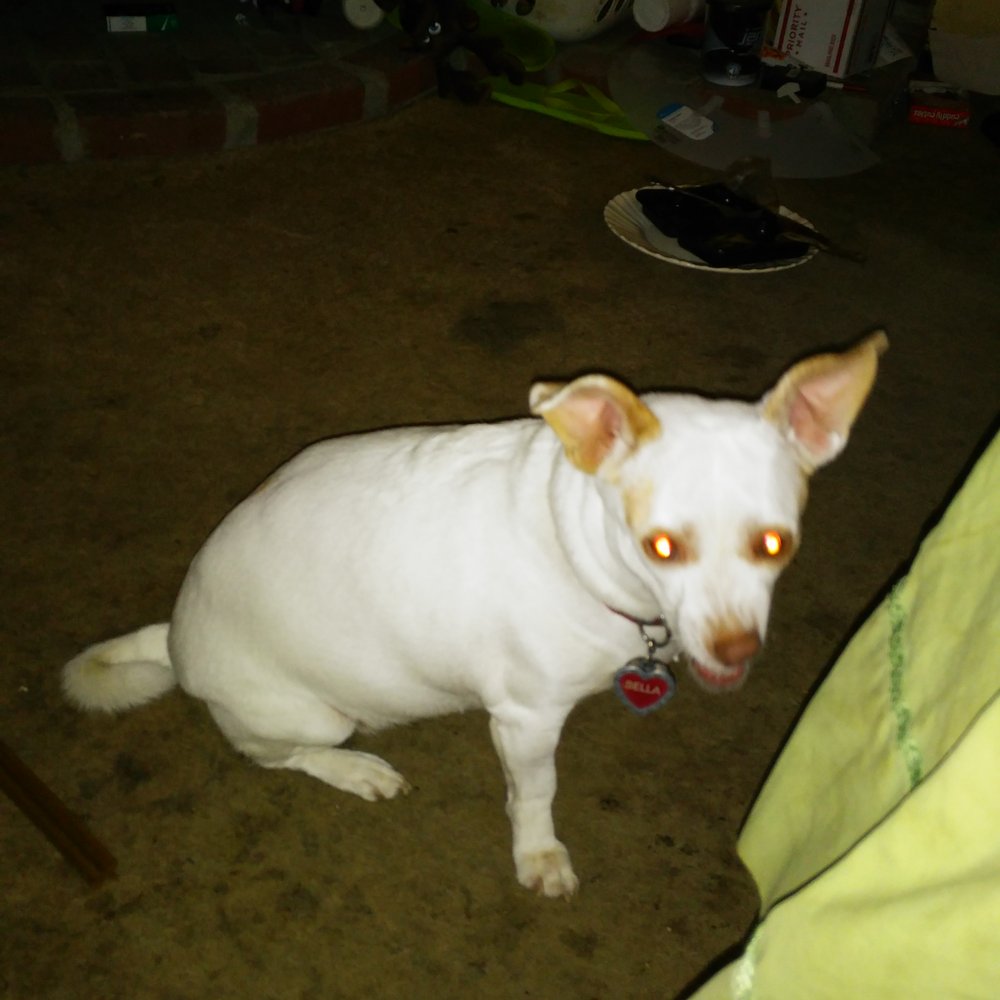 PetSmart - Bella after seeing Rachel. - Pet Stores Near Me - Lancaster, California PetSmart - Bella after seeing Rachel. - Pet Stores Near Me - Lancaster, California