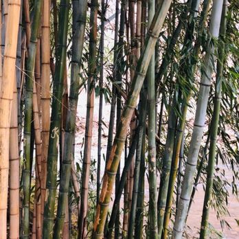 Oconaluftee Islands Park - Bamboo - Parks Near Me - Cherokee, North Carolina
