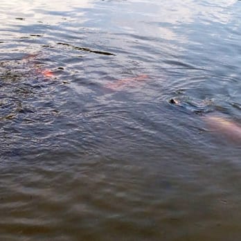 Riata Park - Another attempt to get a pic of the humongous koi - Parks Near Me - Austin, Texas Riata Park - Another attempt to get a pic of the humongous koi - Parks Near Me - Austin, Texas