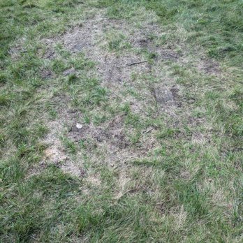JAE Tree Service - The image shows a section of grass with areas of exposed soil and tire marks, suggesting recent vehicle movement. The grass is uneven, with some patches more worn than others, and the overall scene appears to be an outdoor area with signs of disturbance from tires or equipment. - Tree Services Near Me