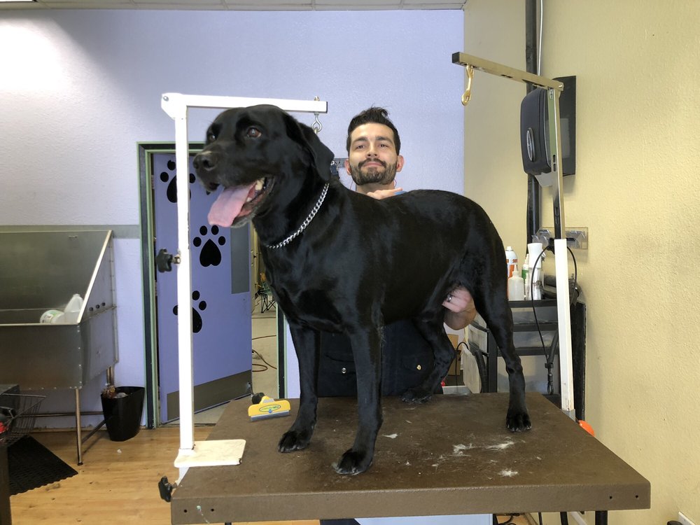 MY DOG SPOT 38 Photos & 70 Reviews Pet Groomers 14256 Imperial