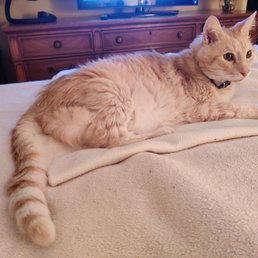 Cheyenne