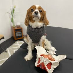Boston Health and Wellness - PT PUPPY - SAMUEL ADAMS