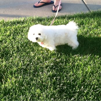 PetSmart - Snowball after her grooming done by Lydia who did wonders. Snowball came with some issues from bad experiences in grooming. - Pet Stores Near Me - Oswego, Illinois