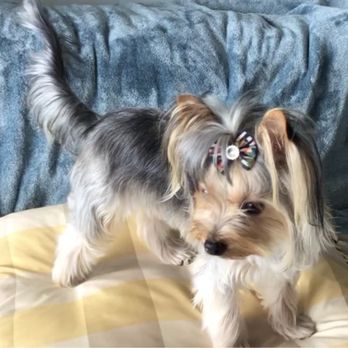 Suni Daze Pet Grooming - This is Precious. - Pet Services Near Me - Jupiter, Florida
