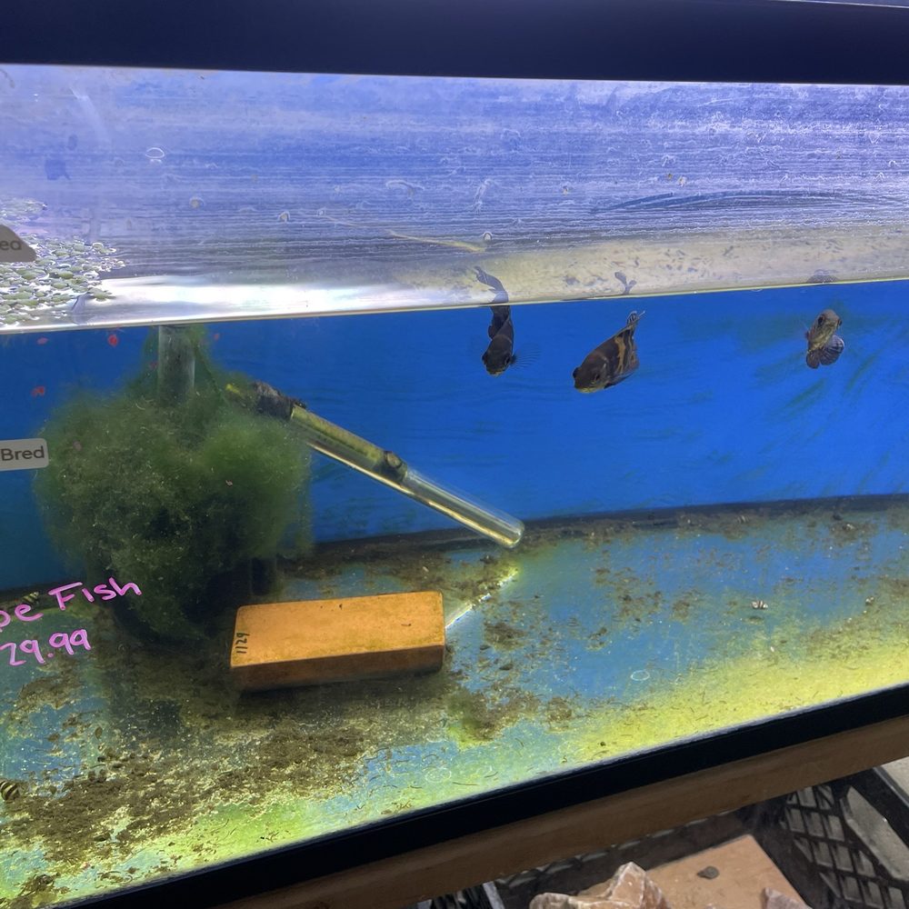 Nolan's Aquarium - Dirty tank, barely working air pump - Aquariums Near Me - Santa Ana, California