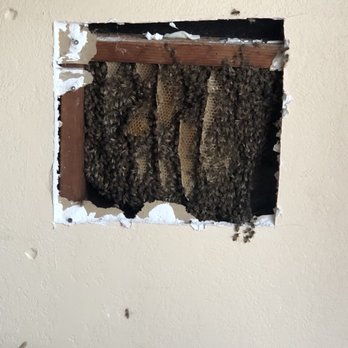Central Coast Bees - Pet Services Near Me