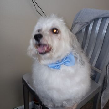 Pawsitively Radiant - Wyley Coyote sitting pretty after his day at the spa. - Pet Groomers Near Me - Port Charlotte, Florida Pawsitively Radiant - Wyley Coyote sitting pretty after his day at the spa. - Pet Groomers Near Me - Port Charlotte, Florida