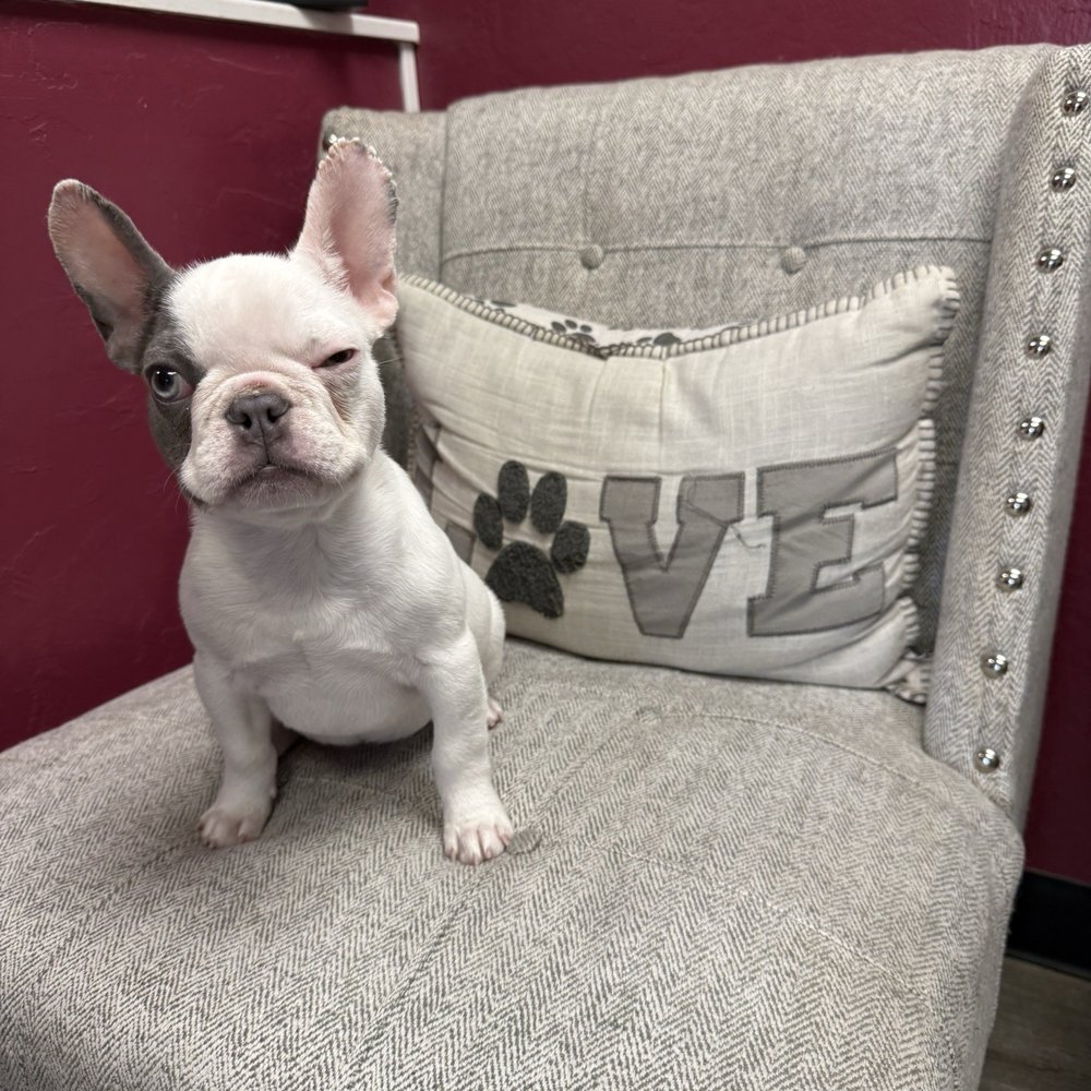 Rachel's Dog Grooming - Pet Groomers Near Me - Milpitas, California Rachel's Dog Grooming - Pet Groomers Near Me - Milpitas, California