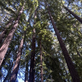 Green Mountain Retreat - So a blessing to see these, beautiful redwoods. - Venues & Event Spaces Near Me - Los Gatos, California