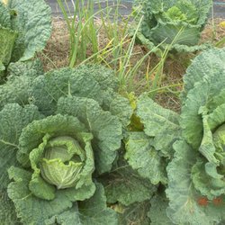 Leicester Grocery and Garden