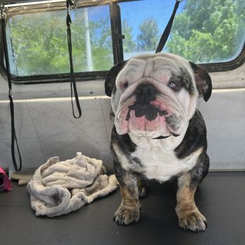 Mighty Tails Mobile Grooming - Pet Groomers Near Me Mighty Tails Mobile Grooming - Pet Groomers Near Me