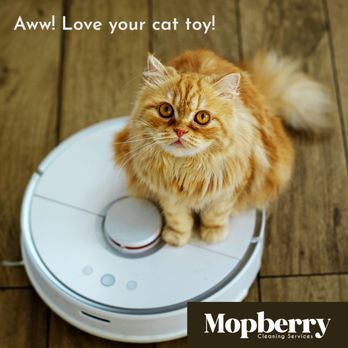 Mopberry - Don't get taken for a ride--nothing cleans better than a human. - Home Cleaning Near Me Mopberry - Don't get taken for a ride--nothing cleans better than a human. - Home Cleaning Near Me